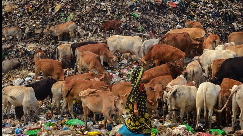 Cows are seen at a garbage dump that has been made out of bounds for rag pickers by the Guwahati district administration in the wake of the coronavirus pandemic. (PTI)