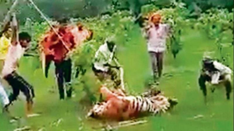 The foresters have lodged an FIR against 31 named and 12 unidentified people. (Photo: Screengrab) The foresters have lodged an FIR against 31 named and 12 unidentified people. (Photo: Screengrab)