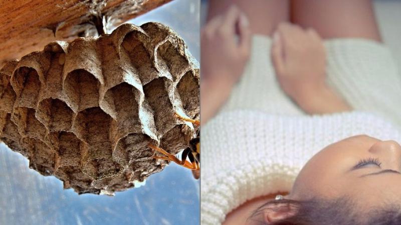 The nests are said to restore the uterine wall post childbirth (Photo: Pixabay) The nests are said to restore the uterine wall post childbirth (Photo: Pixabay)