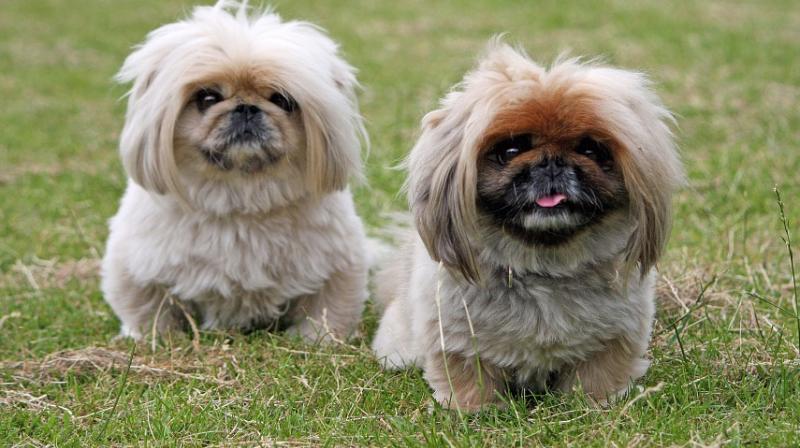 Imperial Pekingese breed is scarce in China. (Photo: Pixabay) Imperial Pekingese breed is scarce in China. (Photo: Pixabay)