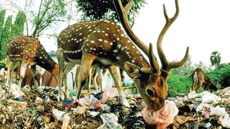 It all started with netizens posting Facebook comment screaming “Deer eating plastic and drinking sewer, then these posts were picked by mainstream media carrying reports on these deer. It all started with netizens posting Facebook comment screaming “Deer eating plastic and drinking sewer, then these posts were picked by mainstream media carrying reports on these deer.
