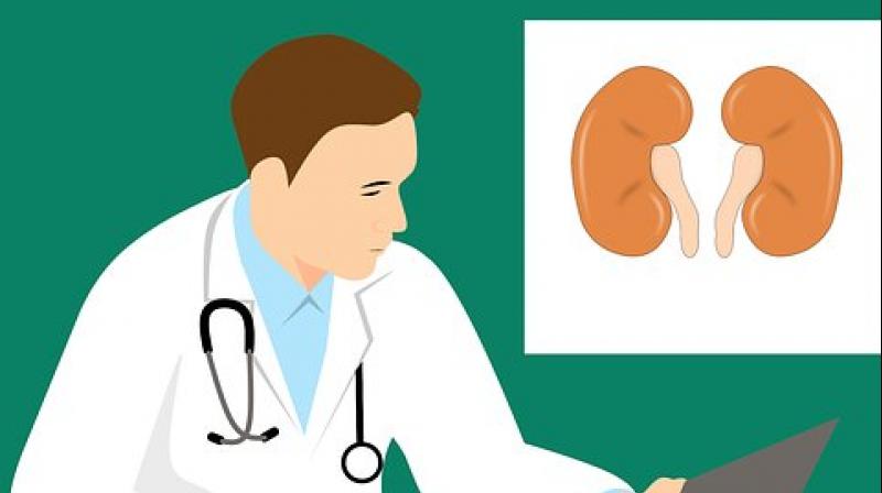 The algorithm examined a digital image of a patient's kidney biopsy at the microscopic level and extracted information on glomeruli, the small blood vessels of the kidney that filter waste from the blood for excretion. (Photo: Representational/Pixabay) The algorithm examined a digital image of a patient's kidney biopsy at the microscopic level and extracted information on glomeruli, the small blood vessels of the kidney that filter waste from the blood for excretion. (Photo: Representational/Pixabay)