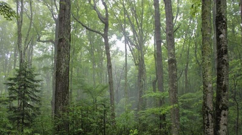 The study concluded that mixtures of two and three tree species have on average a 25 to 30 per cent higher productivity than monocultures, and those with five species even 50 per cent higher. (Photo: ANI) The study concluded that mixtures of two and three tree species have on average a 25 to 30 per cent higher productivity than monocultures, and those with five species even 50 per cent higher. (Photo: ANI)