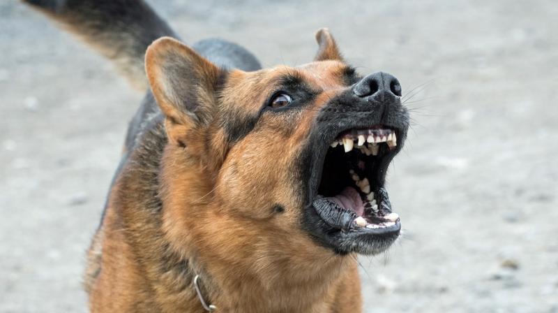 best pet for 1 year old