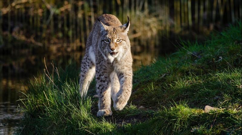 Conservationists said it was mystifying how the Trump administration determined the lynx has recovered and should be delisted. (Photo: Pixabay) Conservationists said it was mystifying how the Trump administration determined the lynx has recovered and should be delisted. (Photo: Pixabay)