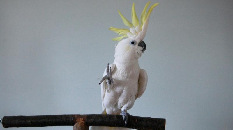 What sets parrots apart might be their unique capacity for complex vocal learning, which is then paired with other advanced cognitive abilities and the tendency to form long-term social bonds. (Photo: AFP) What sets parrots apart might be their unique capacity for complex vocal learning, which is then paired with other advanced cognitive abilities and the tendency to form long-term social bonds. (Photo: AFP)