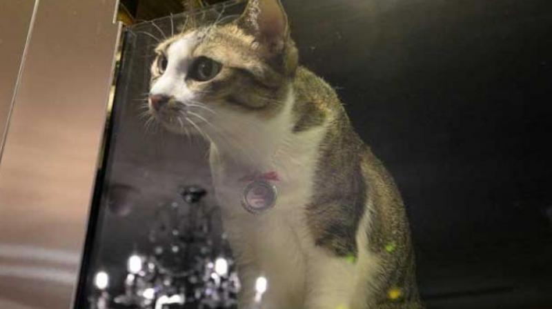 Jannah Hotels and Resorts said that so far the cats have been employed at the hotel's head office located in Abu Dhabi. (Photo: AFP/Representational) Jannah Hotels and Resorts said that so far the cats have been employed at the hotel's head office located in Abu Dhabi. (Photo: AFP/Representational)