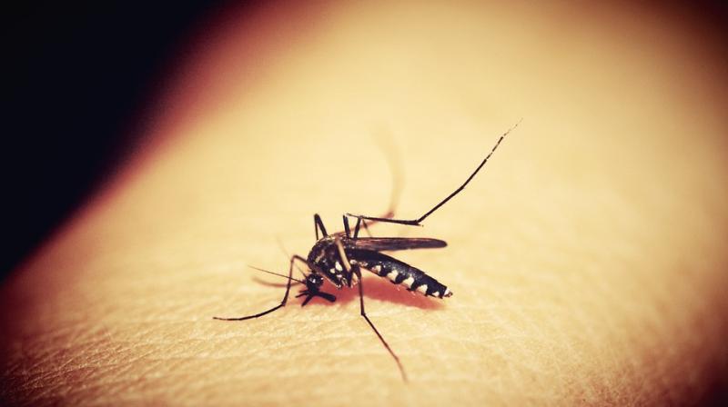 The report stated that the surveillance mechanism in India was weak as it detected a mere 8 per cent of Malaria cases. (Photo: Pixabay) The report stated that the surveillance mechanism in India was weak as it detected a mere 8 per cent of Malaria cases. (Photo: Pixabay)