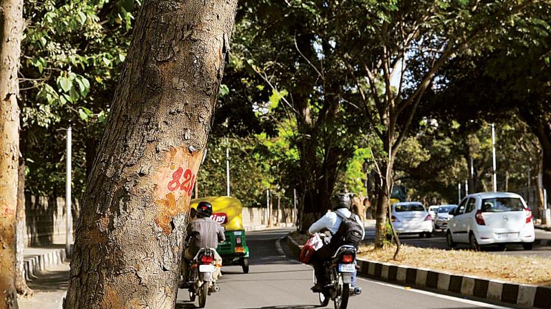 After #Steel-FlyoverBeda, Citizens for Bengaluru is gathering support for #MaraKadiBedi (do not axe trees). After #Steel-FlyoverBeda, Citizens for Bengaluru is gathering support for #MaraKadiBedi (do not axe trees).
