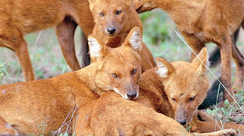 The ‘convergent evolution’ was what helped dogs survive as man’s closest companion for thousands of years. (File Image: DC) The ‘convergent evolution’ was what helped dogs survive as man’s closest companion for thousands of years. (File Image: DC)