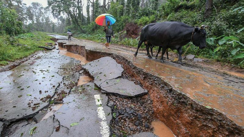 Livestock and people walk past a road damaged due to heavy rainfall in Kodagu on Sunday (Photo: PTI) Livestock and people walk past a road damaged due to heavy rainfall in Kodagu on Sunday (Photo: PTI)