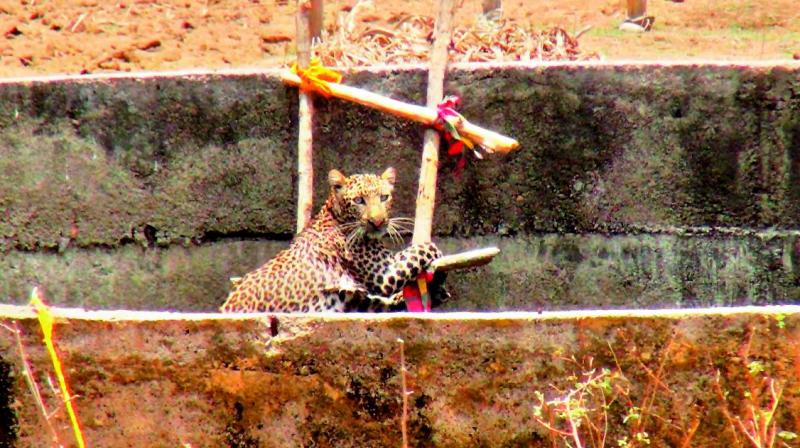 Presence of mind and a coo- rdinated effort between the Forest officials led by Officer V.S.N.V. Prasad, and the police, helped rescue the 3-year-old leopard which fell into an agricultural well in Nirmal district. Presence of mind and a coo- rdinated effort between the Forest officials led by Officer V.S.N.V. Prasad, and the police, helped rescue the 3-year-old leopard which fell into an agricultural well in Nirmal district.