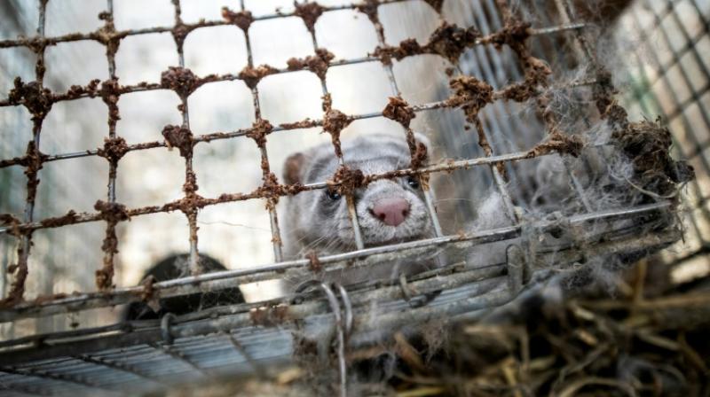 The Norwegian parliament is due this month to adopt new legislation immediately banning any new fur farms and requiring existing ones to be dismantled by February 1, 2025. (Photo: AFP) The Norwegian parliament is due this month to adopt new legislation immediately banning any new fur farms and requiring existing ones to be dismantled by February 1, 2025. (Photo: AFP)
