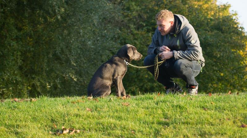 The bond formed between owner and competitive dogs during training may increase the canines’ emotional reliance on their owners. (Photo: Representational/Pixabay) The bond formed between owner and competitive dogs during training may increase the canines’ emotional reliance on their owners. (Photo: Representational/Pixabay)