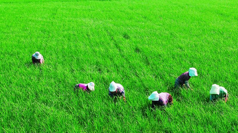 Rice has around 10–20 times more arsenic than other cereal crops as rice is cultivated in flooded conditions. Rice has around 10–20 times more arsenic than other cereal crops as rice is cultivated in flooded conditions.