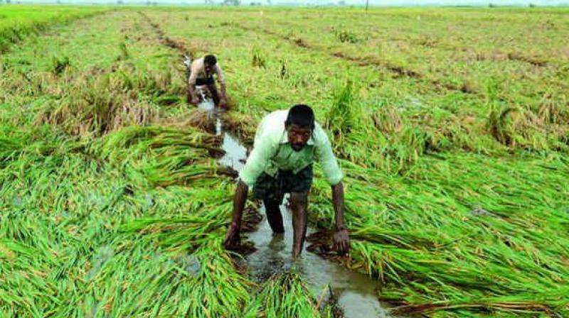 The 2017 Budget has Rs 10 lakh crore allocated for agricultural credit, which means encouragement to farmers to get into more debt by buying more chemicals and more hybrid and GMO seeds from multinationals.(Representational Image) The 2017 Budget has Rs 10 lakh crore allocated for agricultural credit, which means encouragement to farmers to get into more debt by buying more chemicals and more hybrid and GMO seeds from multinationals.(Representational Image)