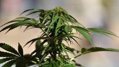 Claiming that there was a good price for ganja in the market, Patil sought permission to cultivate it on his two acre land. (PTI)