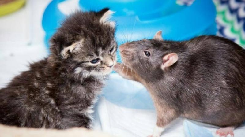 Rats at a cat cake look after orphaned kittens. (Photo: Instagram / Brooklyn Cat Cafe) Rats at a cat cake look after orphaned kittens. (Photo: Instagram / Brooklyn Cat Cafe)