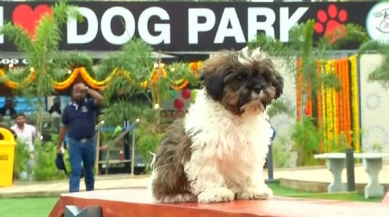 Pooches will be treated with an extravagant experience as the park houses a splash pool, an amphitheatre, loo cafe and three lawns. (Photo: ANI) Pooches will be treated with an extravagant experience as the park houses a splash pool, an amphitheatre, loo cafe and three lawns. (Photo: ANI)