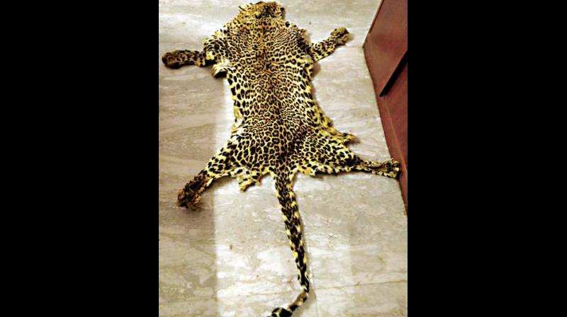 The recovered leopard skin that the trio tried to sell to a swami (Photo: DC) The recovered leopard skin that the trio tried to sell to a swami (Photo: DC)