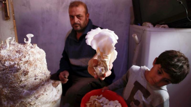 After the civil war erupted in Syria eight years ago, Nasrallah started growing the fungi in his home province of Hama. (Photo: AFP) After the civil war erupted in Syria eight years ago, Nasrallah started growing the fungi in his home province of Hama. (Photo: AFP)