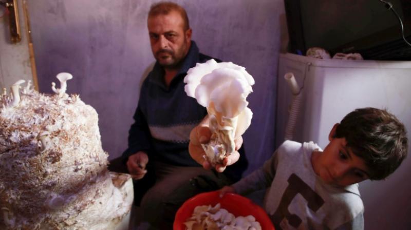 After the civil war erupted in Syria eight years ago, Nasrallah started growing the fungi in his home province of Hama. (Photo: AFP)