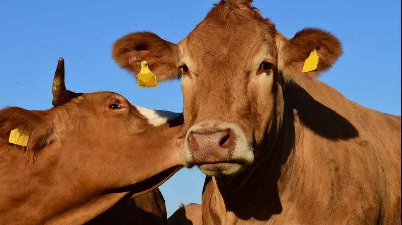 A mix of dating app that allows farmers to browse more pictures and data about the animals before deciding whether to buy. (Photo: Representational/Pixabay) A mix of dating app that allows farmers to browse more pictures and data about the animals before deciding whether to buy. (Photo: Representational/Pixabay)