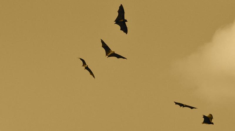 New study reveals how vampire bats became bloodthirsty. (Photo: AFP) New study reveals how vampire bats became bloodthirsty. (Photo: AFP)