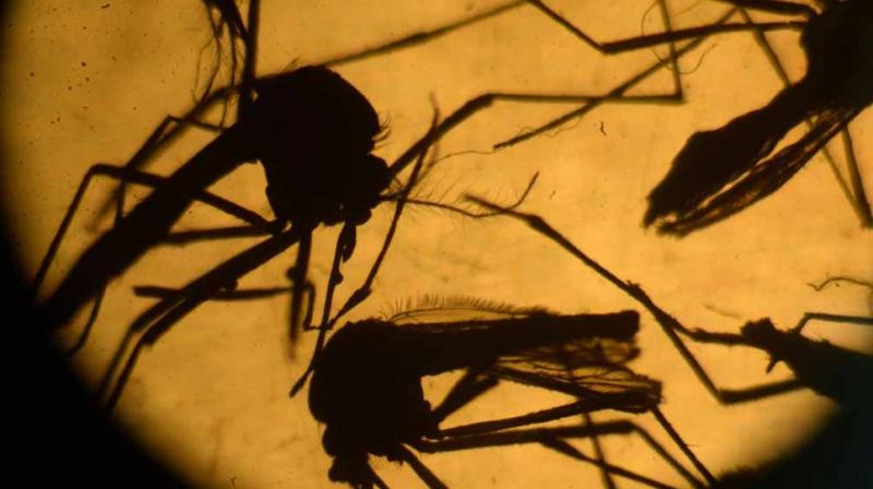 This process is aimed at eventually killing off the population of mosquitoes (Photo: AFP) This process is aimed at eventually killing off the population of mosquitoes (Photo: AFP)