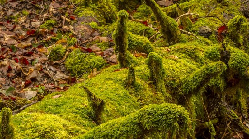As an alternative to these typical processes, phytoremediation is a method that uses photosynthesizing organisms to clean up soil or water contamination. (Photo: Pixabay) As an alternative to these typical processes, phytoremediation is a method that uses photosynthesizing organisms to clean up soil or water contamination. (Photo: Pixabay)