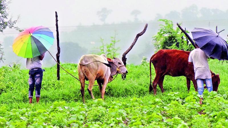 Rain lashes a cotton field at Ankoli village in Adilabad mandal.(Photo: DC) Rain lashes a cotton field at Ankoli village in Adilabad mandal.(Photo: DC)