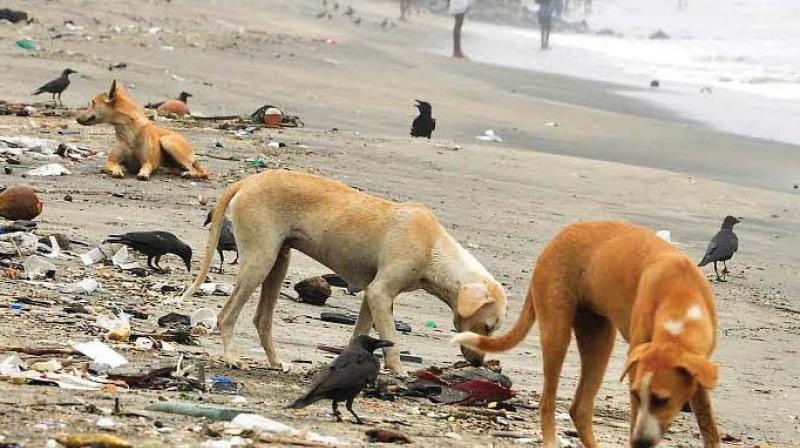 Dogs search for food among the waste dumped by chicken stalls on the beach. — DC File Dogs search for food among the waste dumped by chicken stalls on the beach. — DC File