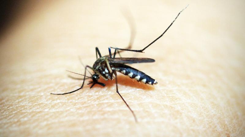 Why mosquitoes bite some people more than others. (Photo: Pixabay) Why mosquitoes bite some people more than others. (Photo: Pixabay)