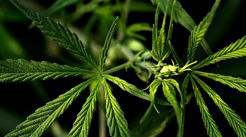 How cannabis could cause brain damage. (Photo: Pixabay) How cannabis could cause brain damage. (Photo: Pixabay)