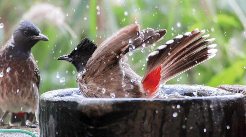 Birds bathe in water bowls kept at Harikumar's garden, in Alappuzha. (Photo: DC) Birds bathe in water bowls kept at Harikumar's garden, in Alappuzha. (Photo: DC)