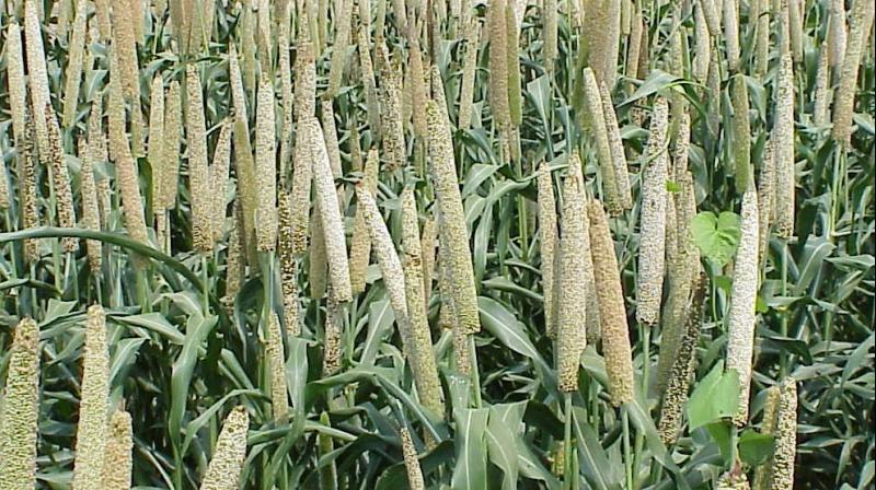 An international conference, an exhibition of millet processing and products, farmer workshops, business-to-business and business-to-farmer meetings were part of the event. An international conference, an exhibition of millet processing and products, farmer workshops, business-to-business and business-to-farmer meetings were part of the event.