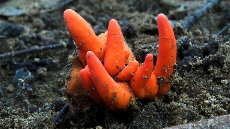 If left untreated, it can cause multiple organ failure or brain damage leading to death. (Photo: AFP) If left untreated, it can cause multiple organ failure or brain damage leading to death. (Photo: AFP)