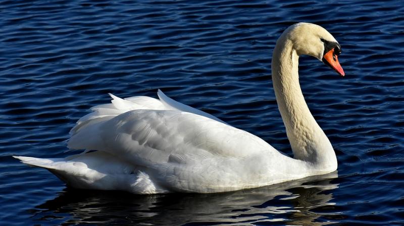 The tolls suggest that around half the estate’s flock has been wiped out. (Photo: Pixabay) The tolls suggest that around half the estate’s flock has been wiped out. (Photo: Pixabay)
