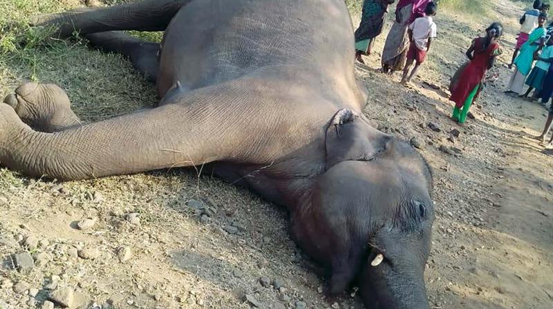 Female elephant estimated to be 9-year-old died near Periyanaickenpalayam range after falling from a slippery landscape. Female elephant estimated to be 9-year-old died near Periyanaickenpalayam range after falling from a slippery landscape.