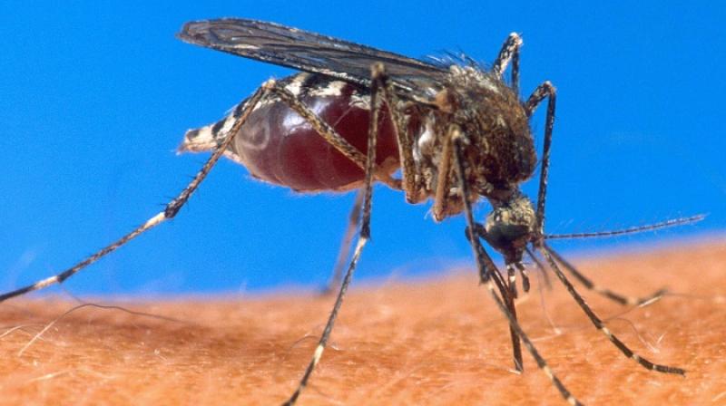 Freeing the world of malaria would be one of the greatest achievements in public health. (Photo: AFP) Freeing the world of malaria would be one of the greatest achievements in public health. (Photo: AFP)