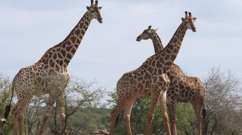 CITES says the population of wild giraffes is actually much smaller than that of wild African elephants. (Photo: AP) CITES says the population of wild giraffes is actually much smaller than that of wild African elephants. (Photo: AP)