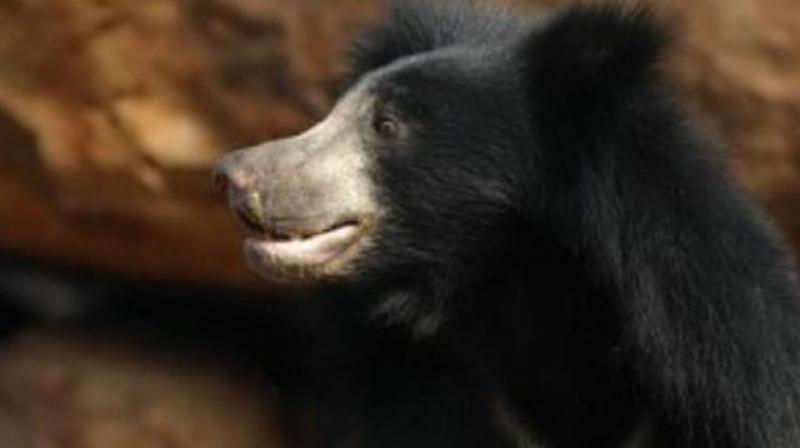 According to Paderu Range Officer S. Gangadhar Rao, the sloth bear ventured on to the village outskirts at Cheekatiputtu and Karakavalasa searching for its lost cub. (Representional Image) According to Paderu Range Officer S. Gangadhar Rao, the sloth bear ventured on to the village outskirts at Cheekatiputtu and Karakavalasa searching for its lost cub. (Representional Image)