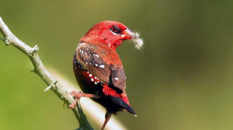 Red Avadavat (Photo credit): Dr Jagan Pannala Red Avadavat (Photo credit): Dr Jagan Pannala