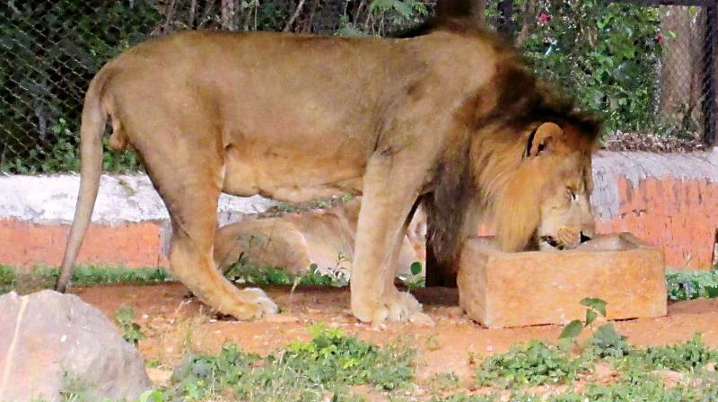 Forest official also informed that a geo-fencing system has been established which helps to identify areas safe for lions. (Photo: Representational image) Forest official also informed that a geo-fencing system has been established which helps to identify areas safe for lions. (Photo: Representational image)
