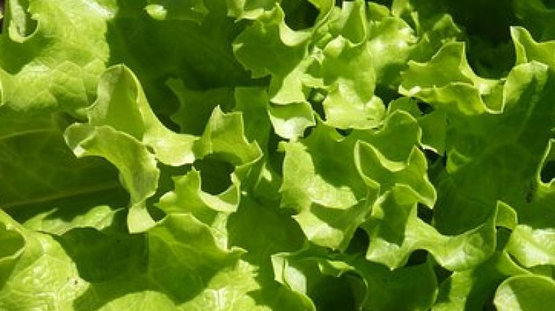 The outbreak is the largest in the US since 2006, when spinach tainted with a similar strain of E. coli sickened more than 200 people. (Photo: Pixabay) The outbreak is the largest in the US since 2006, when spinach tainted with a similar strain of E. coli sickened more than 200 people. (Photo: Pixabay)