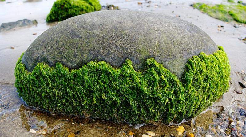 The problem with using algae for biomass has always been the amount of energy it takes to pull the lipids or biocrude from the watery plants. (Photo: Representational/Pixabay) The problem with using algae for biomass has always been the amount of energy it takes to pull the lipids or biocrude from the watery plants. (Photo: Representational/Pixabay)