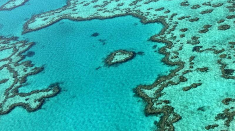 The Great Barrier Reef Marine Park Authority, a government body, said in a study released this week that an urgent reduction in greenhouse gas emissions, both nationally and globally, was needed to protect the future of the reef. (Photo: AFP) The Great Barrier Reef Marine Park Authority, a government body, said in a study released this week that an urgent reduction in greenhouse gas emissions, both nationally and globally, was needed to protect the future of the reef. (Photo: AFP)