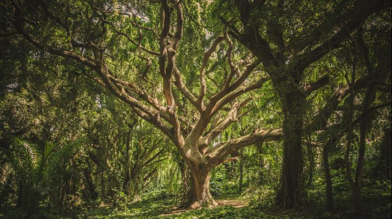 Researchers say Indian tree seed provide water to millions. (Photo: Pixabay) Researchers say Indian tree seed provide water to millions. (Photo: Pixabay)