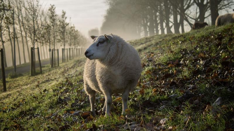 The flock belonged to Farmer Mykhailo Ostapyuk, who discovered the dead animals in the morning when he was moving his flock of sheep. (Photo: Pixabay) The flock belonged to Farmer Mykhailo Ostapyuk, who discovered the dead animals in the morning when he was moving his flock of sheep. (Photo: Pixabay)