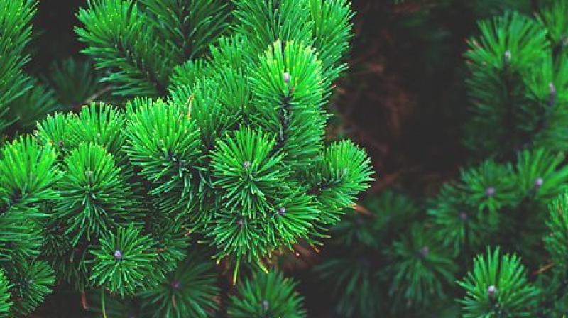 Their modeling and analysis revealed that, since the beginning of the industrial era, photosynthesis has increased in nearly constant proportion to the rise in atmospheric CO2. (Photo: Representational/Pixabay) Their modeling and analysis revealed that, since the beginning of the industrial era, photosynthesis has increased in nearly constant proportion to the rise in atmospheric CO2. (Photo: Representational/Pixabay)
